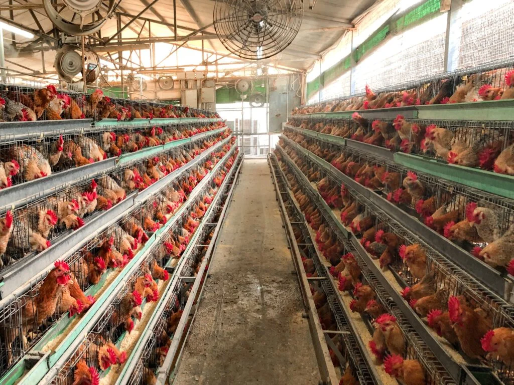 8-House | Commercial Chicken Houses for Sale in Arkansas photo