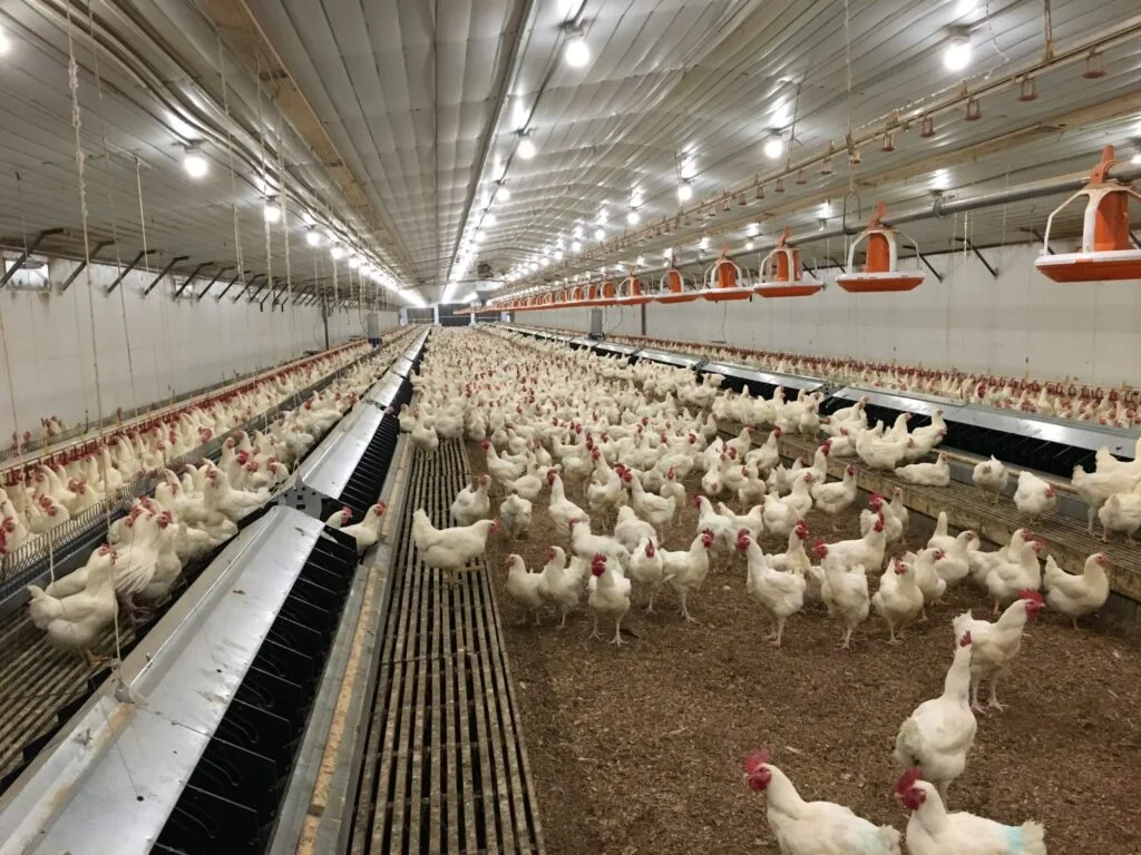 Commercial Chicken Houses for Sale in Arkansas