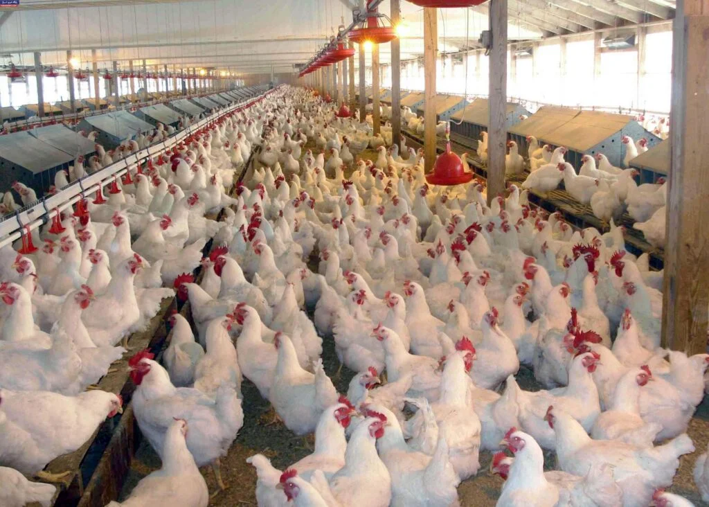 8-House | Commercial Chicken Houses for Sale in Arkansas photo