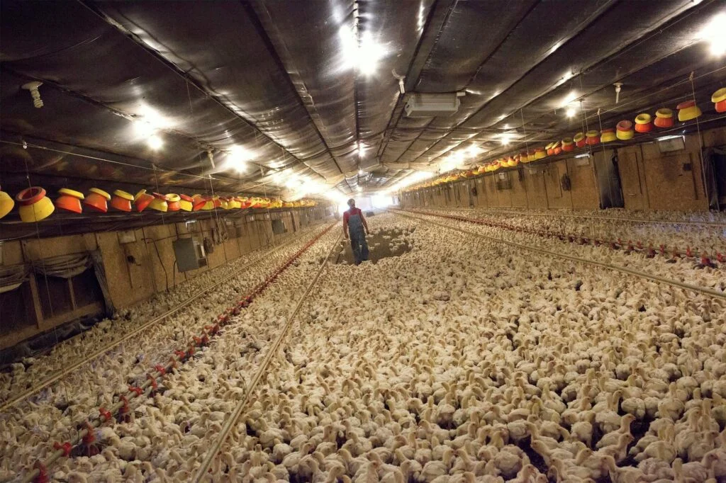 8-House | Commercial Chicken Houses for Sale in Arkansas photo