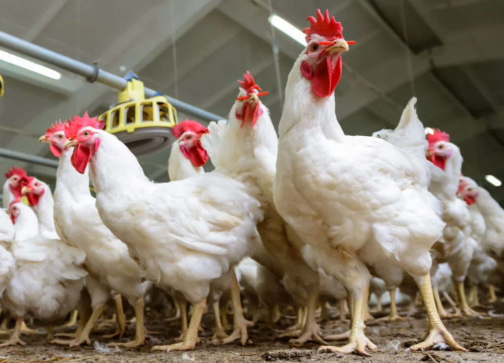 8-House | Commercial Chicken Houses for Sale in Arkansas photo