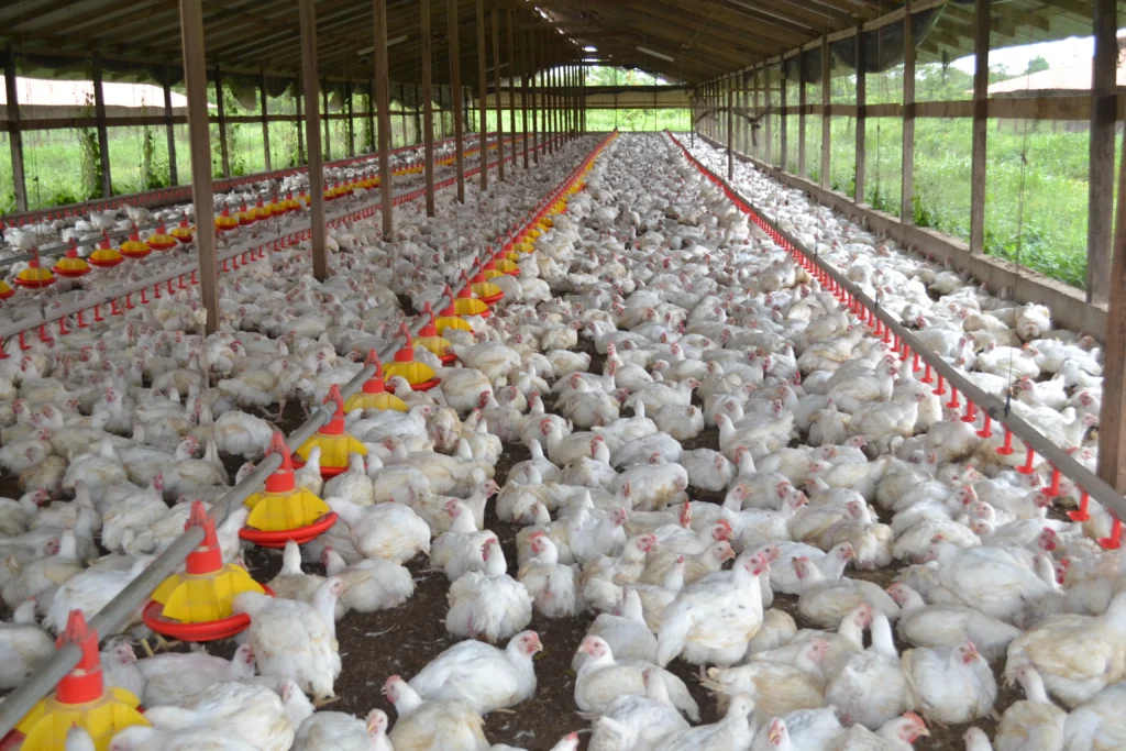 Tyson Chicken Farm For Sale in Arkansas | Breeder | 51 Acres