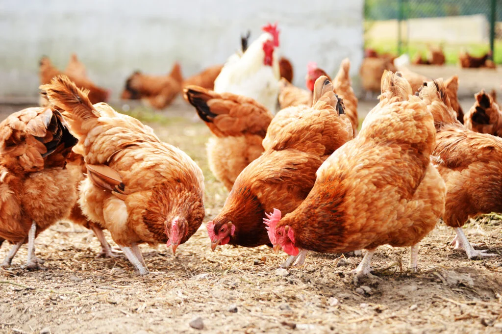 Tyson Chicken Farm For Sale in Arkansas | Breeder | 51 Acres photo